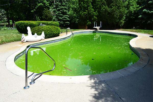 eliminación de algas de una piscina